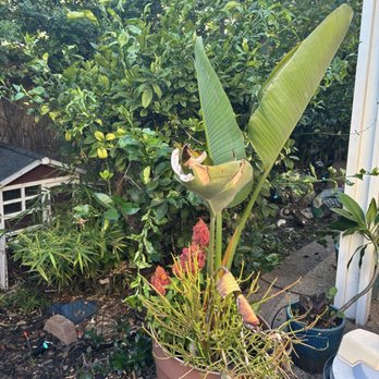 Yard Techs - Pooless planter - Gardeners Near Me