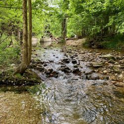 Eureka Springs KOA - Spring close by, crystal clear water