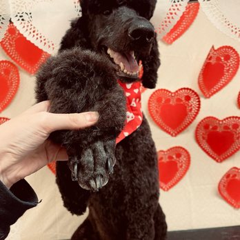 Shear Ecstasy Pet Grooming - Look at his clean feet! - Pet Groomers Near Me - Glendale, Arizona Shear Ecstasy Pet Grooming - Look at his clean feet! - Pet Groomers Near Me - Glendale, Arizona