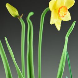 Expressive Glass - Narcissus- place a custom order