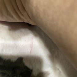 Professional Grooming Corner - Red mark under neck area