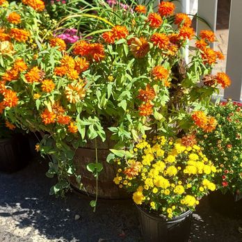 Edwards Apple Orchard - Beautiful flowers all around - Farmers Market Near Me - Poplar Grove, Illinois