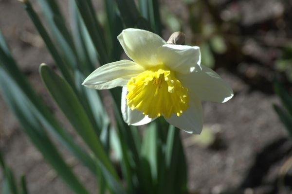 ABQ BioPark - Botanic Garden by null