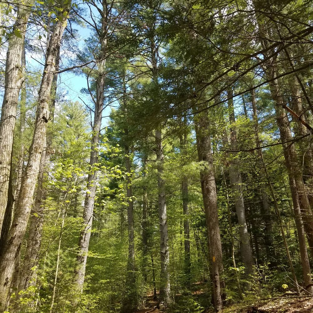 Ethel Walker Woods - Hiking Near Me Ethel Walker Woods - Hiking Near Me