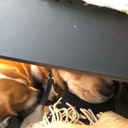 Pasta E Pesto 3 - Dog friendly.