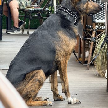 Aroma Coffee & Tea - Nice dog - Coffee & Tea Near Me - Studio City, California
