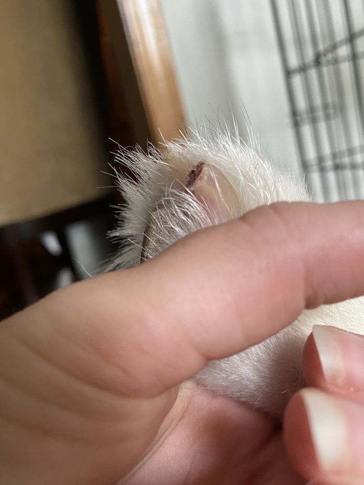 HOT DIGGITY DOG GROOMING 43 Photos & 50 Reviews Pet Groomers 3820