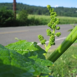 Heisen House Vineyards - A cluster of young grapes