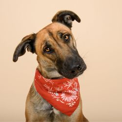 Pet Charm Photography - Adorable bandannas