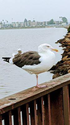 Dockweiler Beach by null