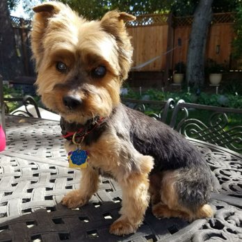 PetSmart - Pet Stores Near Me - San Jose, California PetSmart - Pet Stores Near Me - San Jose, California