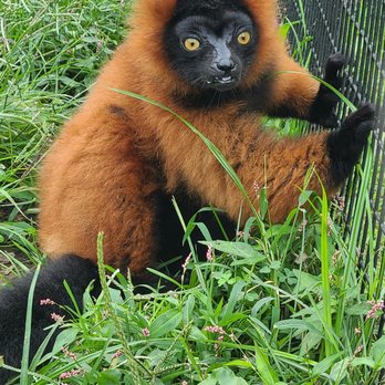 Nova Wild - Petting Zoos Near Me - Vienna, Virginia