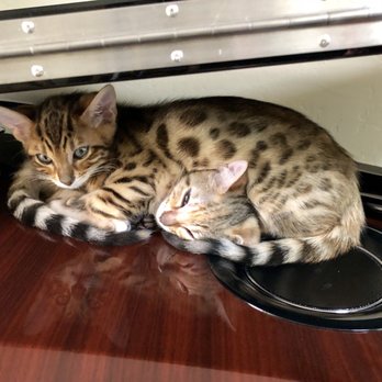 Precious Bengals - Pet Breeders Near Me