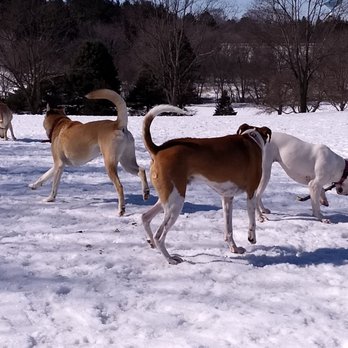 Currie Dog Park - Winter at Currie. - Dog Parks Near Me - Wauwatosa, Wisconsin Currie Dog Park - Winter at Currie. - Dog Parks Near Me - Wauwatosa, Wisconsin