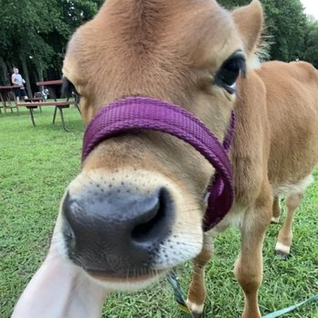 The Williamsburg Campground - this is why im vegetarian lol - Campgrounds Near Me - Williamsburg, Virginia The Williamsburg Campground - this is why im vegetarian lol - Campgrounds Near Me - Williamsburg, Virginia