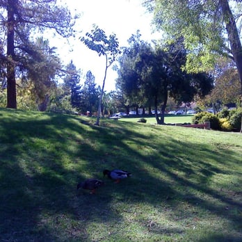 Memorial Park - A duck - Parks Near Me - Cupertino, California