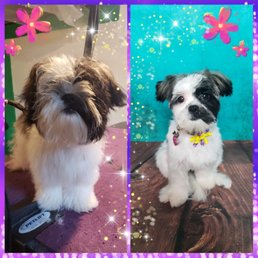 Amazing puppy cut! Esther is a happy customer