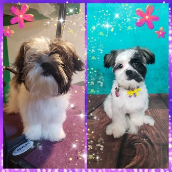 What The Fluff - Amazing puppy cut! Esther is a happy customer - Pet Groomers Near Me - Saugerties, New York