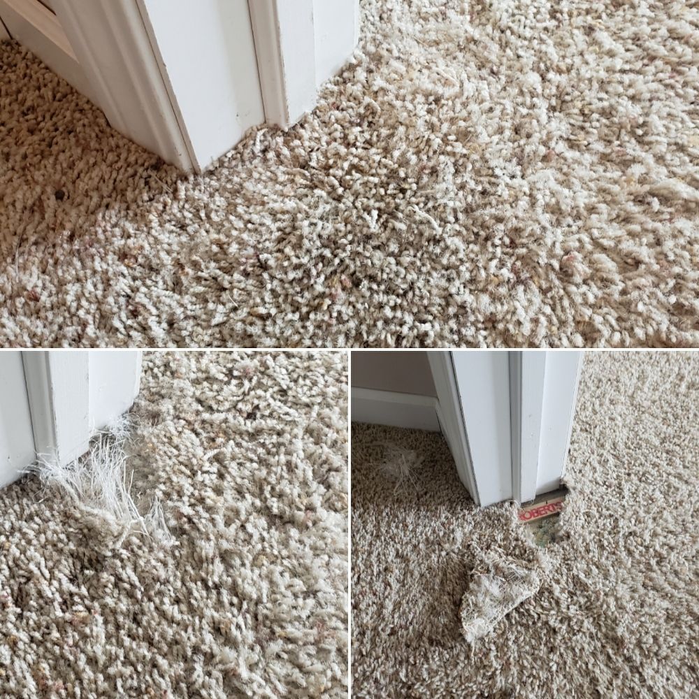 EXPRESS CARPET CLEANERS with 167 real customer photos Updated August