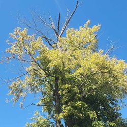 Labor Craig Tree Service and Hauling and Clean Up