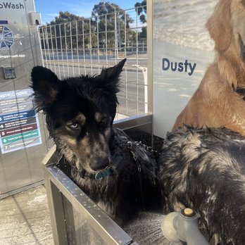 DoggoWash - Pet Groomers Near Me - San Diego, California DoggoWash - Pet Groomers Near Me - San Diego, California
