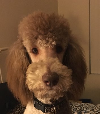 crazy cat dog grooming