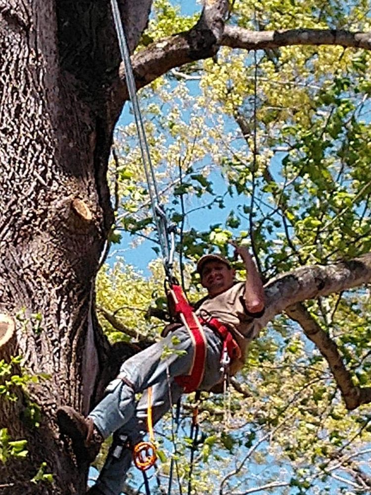 CAROLINAS TREE SERVICES Thomasville, North Carolina Tree Services