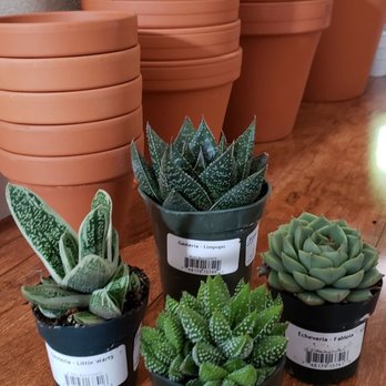 Green Acres Nursery & Supply - $2.95 for the 2.5" and $4.75 for the 4" - Nurseries & Gardening Near Me - Rocklin, California Green Acres Nursery & Supply - $2.95 for the 2.5" and $4.75 for the 4" - Nurseries & Gardening Near Me - Rocklin, California