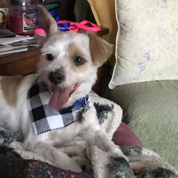 Kitsap Mobile Grooming - Pet Groomers Near Me
