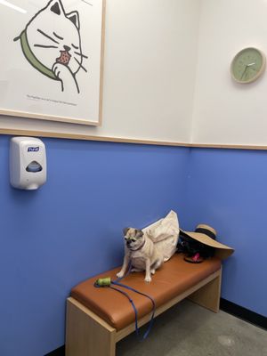 Modern Animal by null