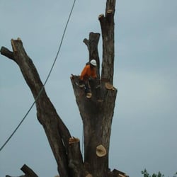 Valdez Tree Service