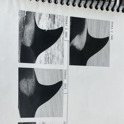 All Aboard Sailing - Barbara's orca identification book