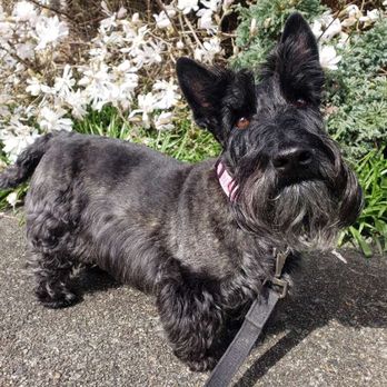 Cloud Mobile Grooming - Pet Groomers Near Me Cloud Mobile Grooming - Pet Groomers Near Me