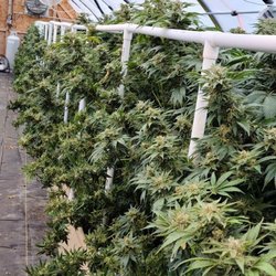Red-Tail Dispensary - Running strong in the greenhouse!