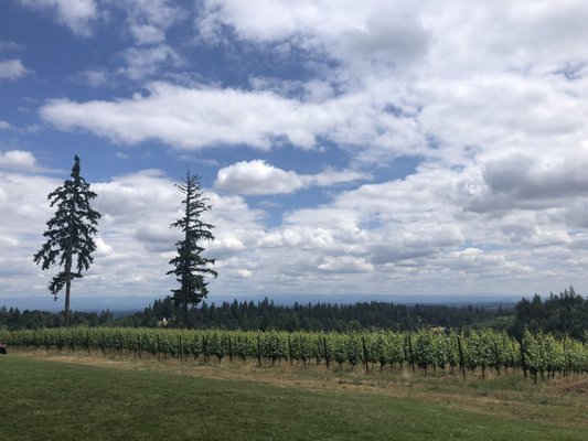 J.K. Carriere - Wine Tastings, Appointment or Walk In by null