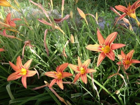 Carol Christianson, MA, LPC, CHt - grief counselor in Santa Fe, NM