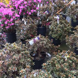 Salsbery Garden Center
