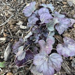 Snell's Greenhouses - Coral bell
