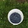Photo of Haven Riverside Blueberry Farm
