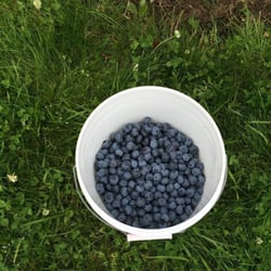 Haven Riverside Blueberry Farm