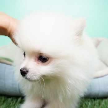 TopDog Puppies - Pomeranian - Pet Breeders Near Me - Las Vegas, Nevada TopDog Puppies - Pomeranian - Pet Breeders Near Me - Las Vegas, Nevada