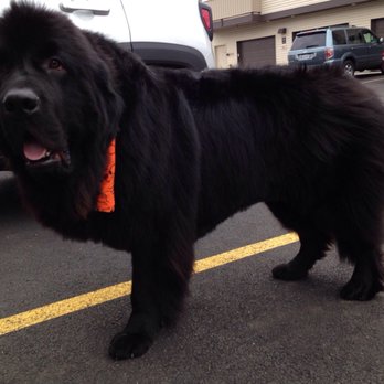 Amber's Grooming Salon - Pet Groomers Near Me - Pullman, Washington