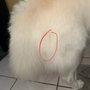 Photo of Bubble Doggie