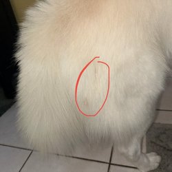 Bubble Doggie - poop on his thigh