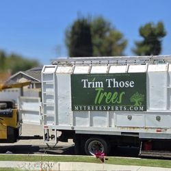 My Tree Experts