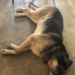 Coney Winery - The owners have a friendly puppy called Jessi