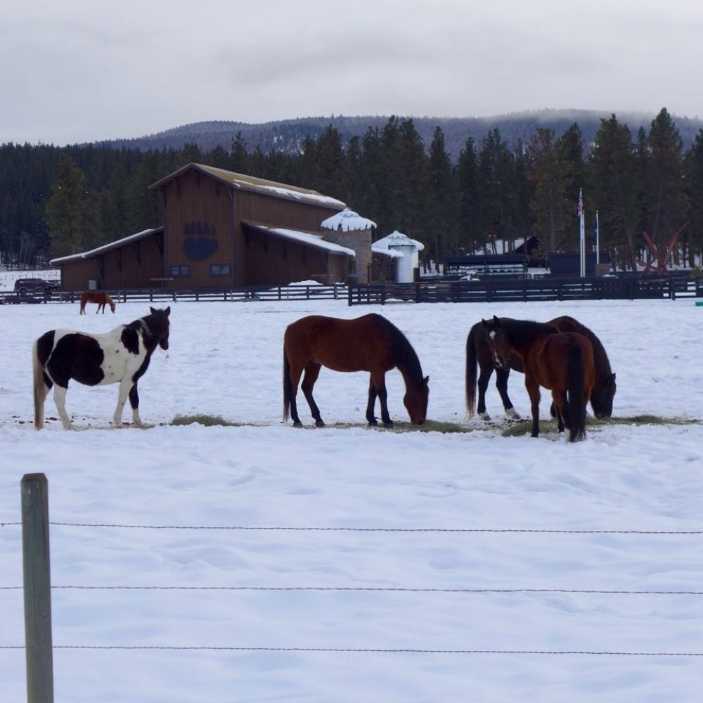 Paws Up horses in their winter wonderland