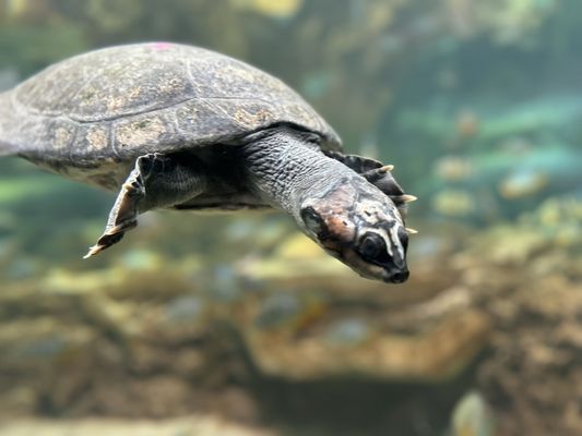 Shedd Aquarium by null