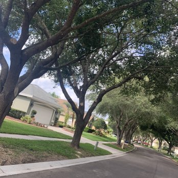 Top Notch Trees - Uplifting 2 oaks cleaning out the inside and all the suckers. Valrico,fl - Tree Services Near Me Top Notch Trees - Uplifting 2 oaks cleaning out the inside and all the suckers. Valrico,fl - Tree Services Near Me