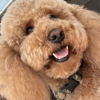 Bar K9 Dog Training - Pet Training Near Me Bar K9 Dog Training - Pet Training Near Me